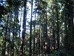  Redwoods, Muir woods, just north of San Francisco