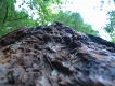  Burnt bark, living tree