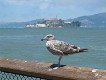 Alcatraz in the background