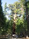  Giant Sequoia, Yosemite