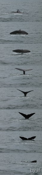 IMG_3840_whales_cropped_multi