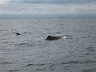  Rare seal and whale together. Off Kaikoura