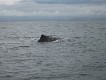  Sperm whale, off Kaikoura